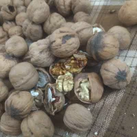 گردو تازه امسالی