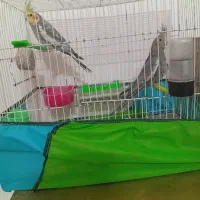 عروس هلندی جفت|پرنده|تربت جام, علوی|دیوار