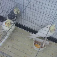 فروش ۳ عدد طوطی هلندی