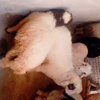 بره نر برای نظری