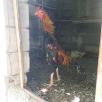 کبوتر پرشی تهرانی و خروس لاری شامواصل|پرنده|مشگین شهر, |دیوار