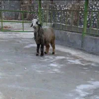 غوچ.میش.بز.بره