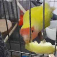 کوتوله برزیلی جفت جوان