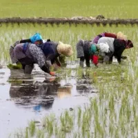 برنج هاشمی رشت