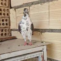 کفتر.تهرونی.زینتی.فاشهای|پرنده|خمینیشهر, |دیوار