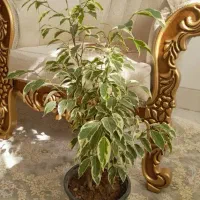 گل وگیاه بنجامین سانسوریا پتوس پدیلانتوس