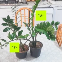 گیاهان خانگی|گل و گیاه طبیعی|محمدیه-قزوین, |دیوار