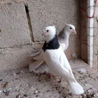 طوقی|پرنده|کرمانشاه, |دیوار