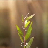 نهال اکالیپتوس