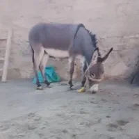 دو عدد خر فروشی