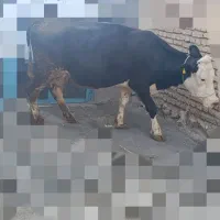 گاو سیمینتال