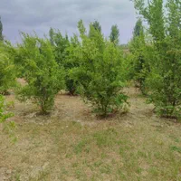 زمین باغ 100مترسنددارامتیازآب فنس کشی آماده|فروش زمین و ملک کلنگی|گرگان, |دیوار