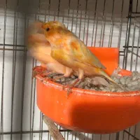 قناری رد فاکتور مولد رو تخم و جوجه|پرنده|گرگان, |دیوار