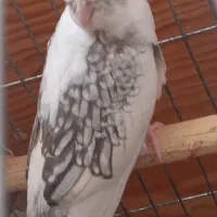 عروس هلندی جوجه|پرنده|بجنورد, |دیوار