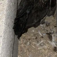 مرغ خروس گلین اصل لری تخم گذار|حیوانات مزرعه|رباط‌کریم, شهرک صنعتی زواره‌ای|دیوار