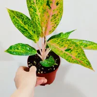 گل پینک لیدی