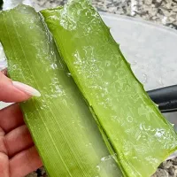 آلوئه ورا آلویه ورا آلو ورا