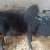 گوساله نر محلی پروار مخصوص کشتار