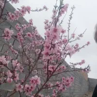 باغ-هزار-متری