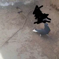 نرزاغ دم سفید|پرنده|بیرجند, |دیوار