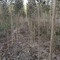 بزرگترین مجموعه تخصصی انـواع نهال|خدمات باغبانی و درختکاری|هشتگرد, شهرک اداری|دیوار