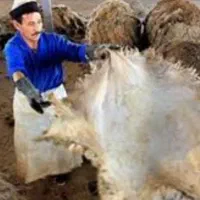 پوست گاو و گوسفند و مرغی