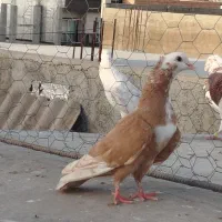 کفتر فروشی