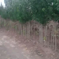 نهال درخت تبریزی