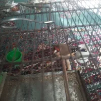 ماده سهره مولد قفس کار داده