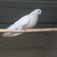 ماده سفید چشم نوک سفید درجه ۱نوک ریز