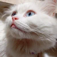 گربه پرشین|گربه|گرگان, |دیوار