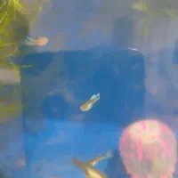 ماهی گوپی و مولی|ماهی|تهران, کوهک|دیوار