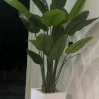 درختچه نیکولا