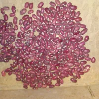 فروش لوبیا