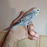 جوجه مرغ عشق رام کاسکویی دونه خور|پرنده|کرمان, |دیوار