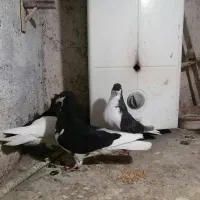 ۳جفت کبوتر|پرنده|نیشابور, گنبد سبز|دیوار