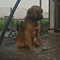 واگذاری یا معاوضه