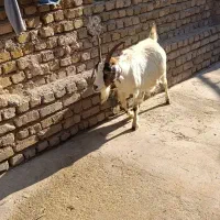 بز آبستن دوقلوزا جوان 55 kilo|حیوانات مزرعه|قزوین, |دیوار