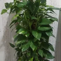 گل پتوس بزرگ|گل و گیاه طبیعی|فارسان, |دیوار