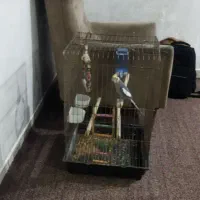 عروس هلندی خورموج با قفس|پرنده|خورموج, |دیوار