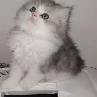 بریتیش سیلور ماده