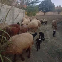 میش بره یا گوسفند|حیوانات مزرعه|شاهیوند, |دیوار