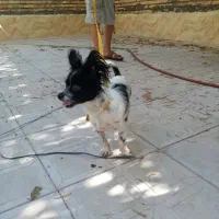 سگ پاکوتاه گم شده
