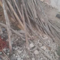 ۶۰عدد‌چوب‌