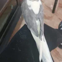 پرنده|پرنده|مرند, |دیوار