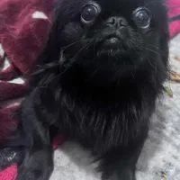 فروش سگ|سگ|قائم‌شهر, |دیوار