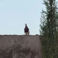 کبوتر|پرنده|صدرا-فارس, فاز ۲|دیوار