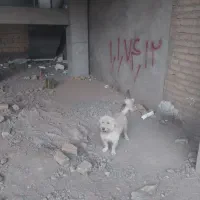 سگ پاکوتاه|سگ|نیشابور, شهرک فرهنگیان|دیوار