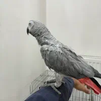 کاسکو مست سخنگو