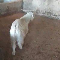 فروش کهره ، بزغاله چاق درجه یک 330